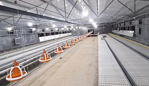 南通正大东凌18万套肉种鸡项目